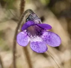 Common Butterwort thumbnail 1