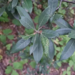 Golden chinquapin thumbnail 4