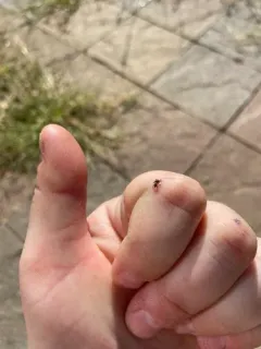 Habronattus klauseri thumbnail 2