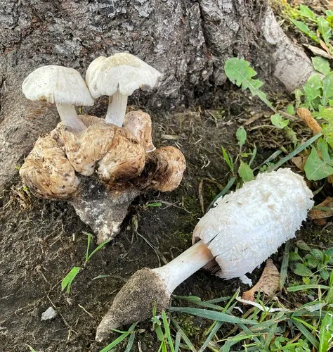 Psathyrella epimyces