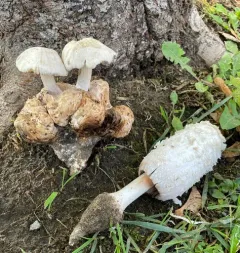 Psathyrella epimyces thumbnail 1
