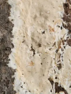 Phanerochaete laevis thumbnail 2