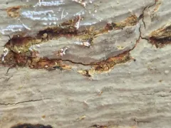 Merismodes anomala thumbnail 3