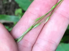 Giant Fescue thumbnail 1