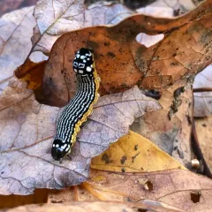 Turbulent Phosphila Moth thumbnail 2