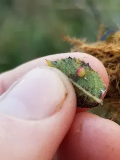 Diplolepis nebulosa thumbnail 3