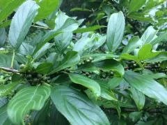 Chinese buckthorn thumbnail 1