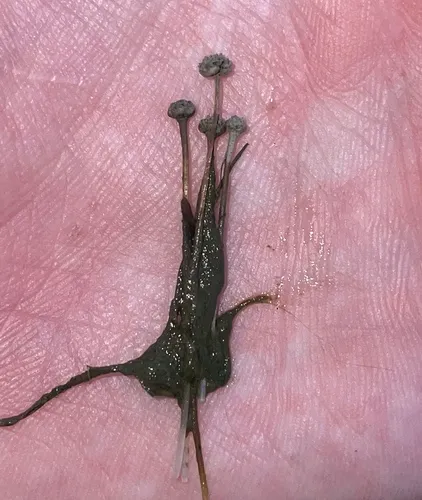 Parker's pipewort