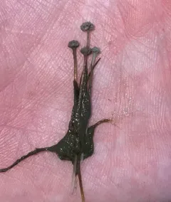 Parker's pipewort thumbnail 1