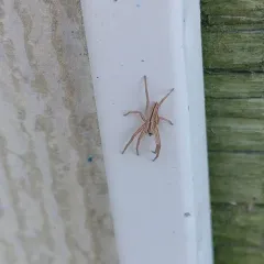 Maritime Running Crab Spider thumbnail 2