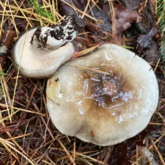 Hygrophorus fuligineus thumbnail 2