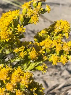 Beach Dune Cellophane Bee thumbnail 2