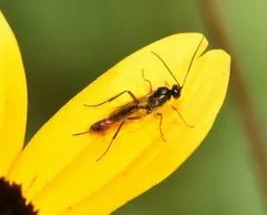 Cymodusa distincta thumbnail 3