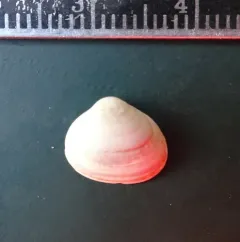 Striated Fingernailclam thumbnail 4
