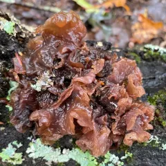Phaeotremella frondosa thumbnail 1