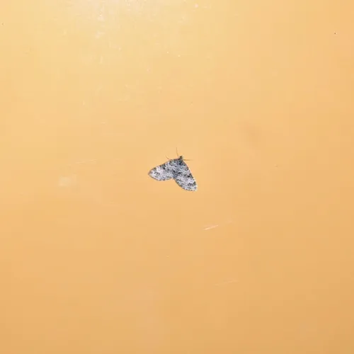 Double-banded Carpet Moth