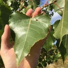 Black Poplar thumbnail 3