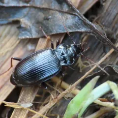European Gazelle Beetle thumbnail 2