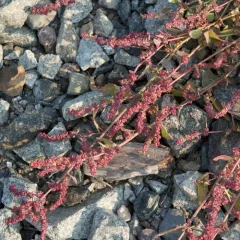 Creeping Saltbush thumbnail 4