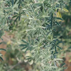 coastal bush lupine thumbnail 3
