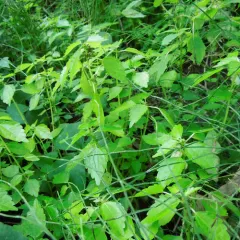 springs clearweed thumbnail 2