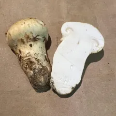 Western Matsutake thumbnail 4