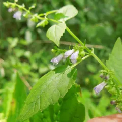 side-flowering skullcap thumbnail 2
