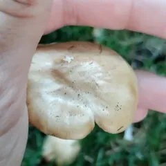 Marasmius nigrodiscus thumbnail 4