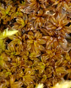Wideleaf Crumia Moss thumbnail 4