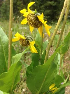 Nodding Dwarf Sunflower thumbnail 2