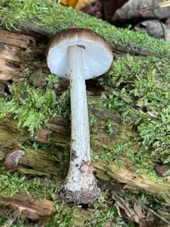 Pluteus hibbettii thumbnail 4
