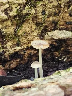 Phloeomana alba thumbnail 4