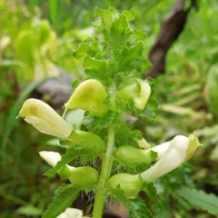 swamp lousewort thumbnail 2