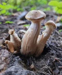 Armillaria solidipes thumbnail 2