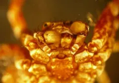Xysticus luctuosus thumbnail 2