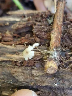Mycena mirata thumbnail 3