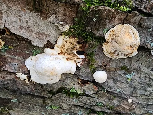Perenniporia compacta
