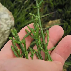 Virginia Glasswort thumbnail 4