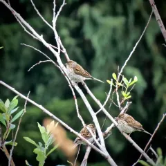 White-crowned Sparrow thumbnail 3