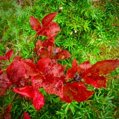 thinleaf huckleberry thumbnail 2