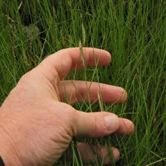 Marsh Hay Cordgrass thumbnail 2