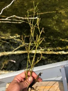 grass-leaved water-plantain thumbnail 2