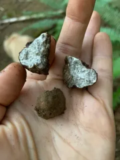Kalapuya brunnea thumbnail 4