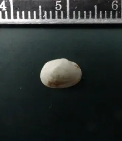 Long Fingernailclam thumbnail 2