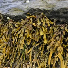 bladder wrack thumbnail 4