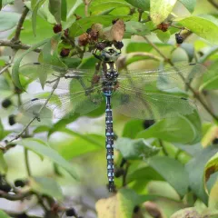 Lance-tipped Darner thumbnail 3