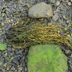 Knotted Wrack thumbnail 3