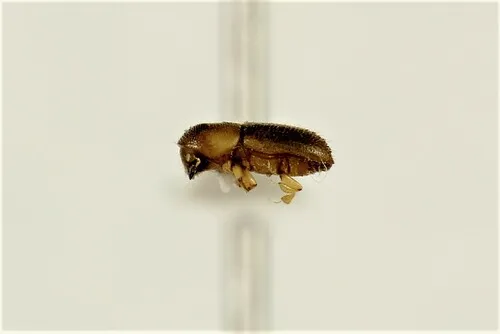 Keyhole Ambrosia Beetle