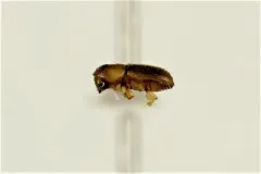 Keyhole Ambrosia Beetle thumbnail 1