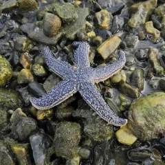 Forbes's Sea Star thumbnail 2